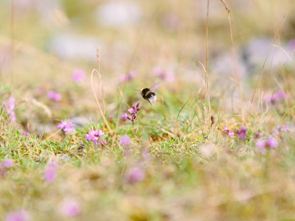 Bee 2