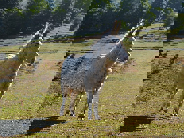 New Forest - Experience Salisbury