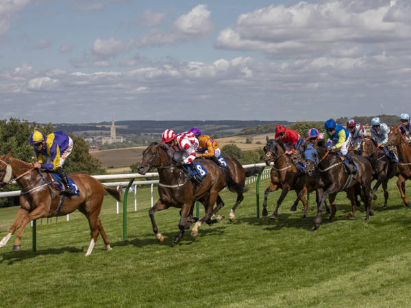 Horses Cathedral