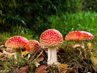 557453-fly-agaric-516281_1920.jpg