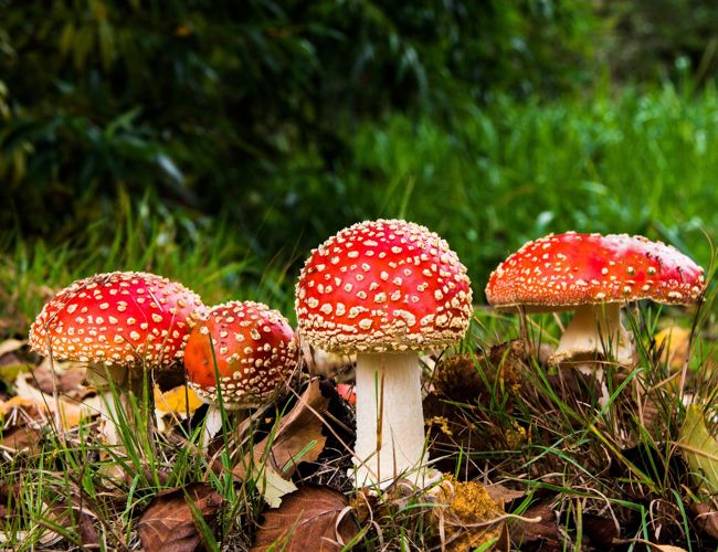 557453-fly-agaric-516281_1920.jpg